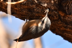 Red-breasted Nuthatch (c) David Chernack
