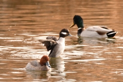 South Platte Ducks (c) David Chernack