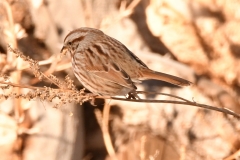 Song Sparrow (c)