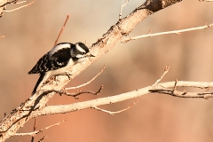 Downy Woodpecker (c) David Chernack