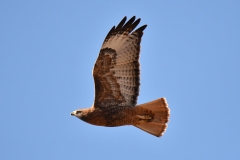 Red-tailed Hawk (c) David Chernack