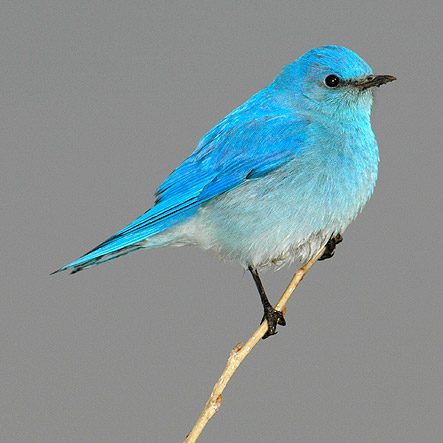 Bluebird/Swallow