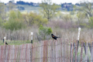 Red-winged Blackbird male with Common Grackle male in background at far left.