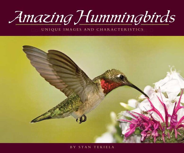 Amazing Hummingbirds – Unique Images and Characteristics