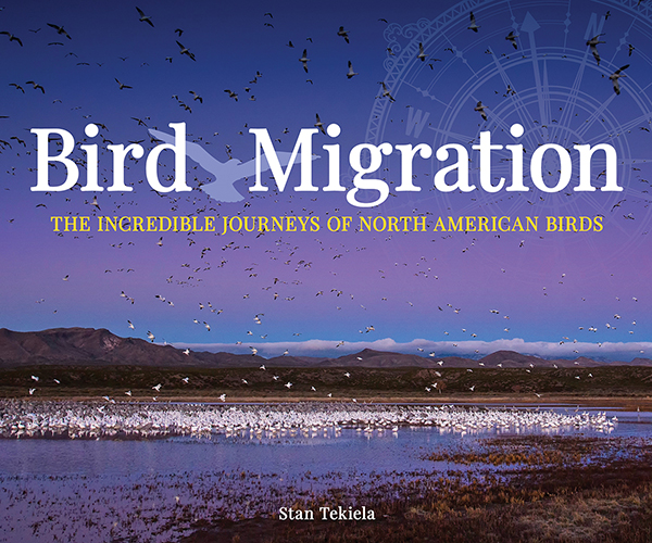 Bird Migration – The Incredible Journeys of North American Birds