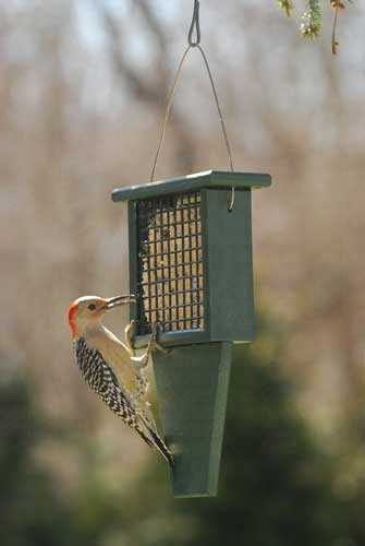 Recycled Suet Feeder with Tail Prop - Hunter Green