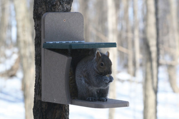 Recycled Squirrel Munch Feeder