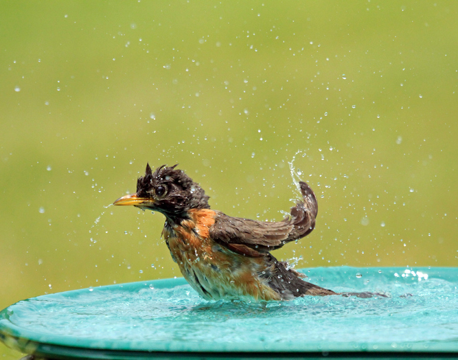 Robin splashing